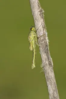 Red-eyed damselfly (Erythromma najas)