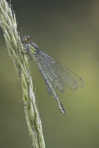 Red-eyed damselfly (Erythromma najas)