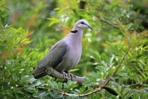 Red-eyed dove (Streptopelia semitorquata )