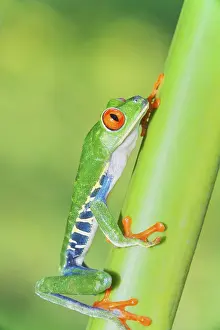 Red eyed tree frog (Agalychins callydrias) climbing green stem