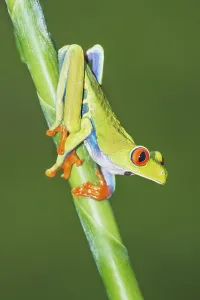 Red eyed tree frog (Agalychins callydrias) on green stem