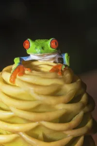 Red eyed tree frog (Agalychins callydrias) on yellow flower