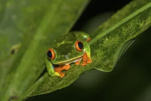 Red-eyed tree frog (Agalychnis callidryas)