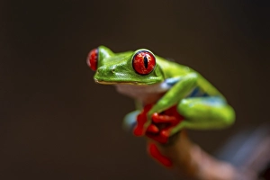 Red-eyed tree frog (Agalychnis callidryas)