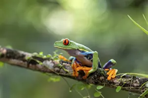 Red-eyed tree frog (Agalychnis callidryas)