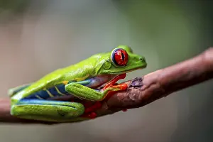 Red-eyed tree frog (Agalychnis callidryas)