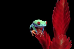 Red-eyed tree frog (Agalychnis callidryas)