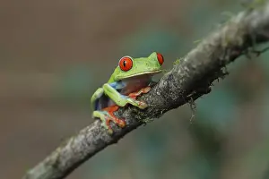 Red eyed tree frog (Agalychnis callidryas)