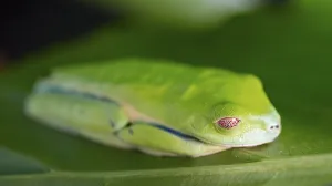 Red-eyed tree frog (Agalychnis callidryas)