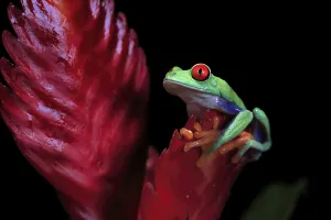 Red-eyed tree frog (Agalychnis callidryas)