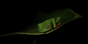 Red-eyed tree frog (Agalychnis callidryas) on a leaf