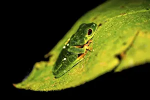 Red-eyed tree frog (Agalychnis callidryas) sitting on a leaf