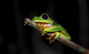 Red-eyed tree frog (Agalychnis callidryas) sitting on a stem