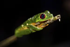 Red-eyed tree frog (Agalychnis callidryas) sitting on a stem