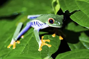 Red-eyed tree frog (Agalychnis callodryas)