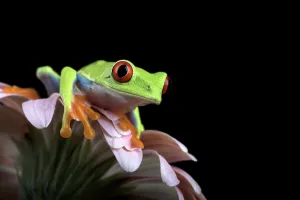 Red eyed tree frog in black background