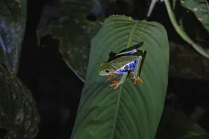 Red-eyed tree frog on a leaf in a rainforest