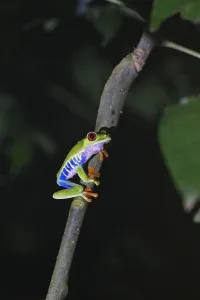 Red-eyed tree frog in a rainforest in Costa Rica