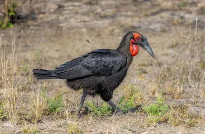 Red-faced hornbill or southern ground hornbill (Bucorvus leadbeateri) (Bucorvus cafer)