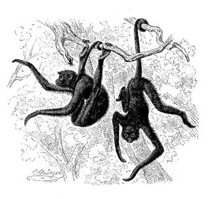 Red-faced spider monkey (Ateles paniscus)