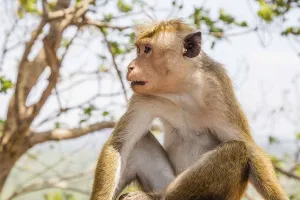Red faces macaque on top of the SIgiriya mountain in Sri Lanka