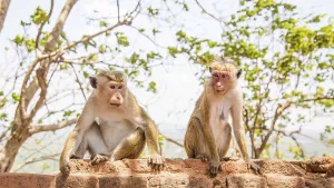 Red faces macaque on top of the SIgiriya mountain in Sri Lanka