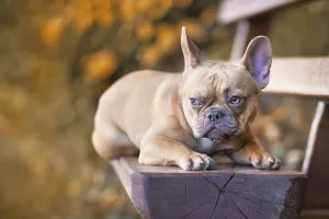 Red fawn French Bulldog dog lying down on bench surrounded by seasonal orange autumn forest