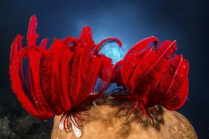 Two Red feather star (Himerometra robustipinna)