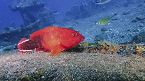 A red fish fire grouper (Cephalopholis urodeta) sits on the seabed surrounded by other sea creatures