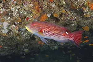 Red fish, saddle spotted pigmy wrasse (Bodianus bilunulatus)