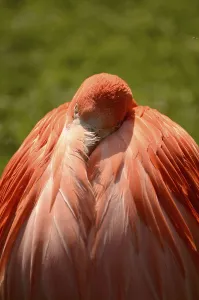 Red flamingo resting