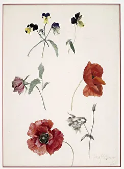 Red flowers, poppies and pansies