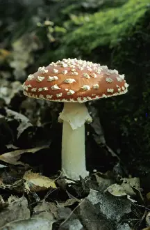 Red fly agaric (Amanita muscaria)