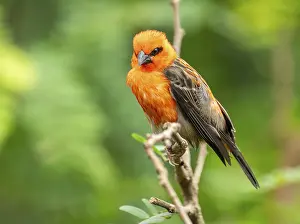 Red fody (Foudia madagascariensis)