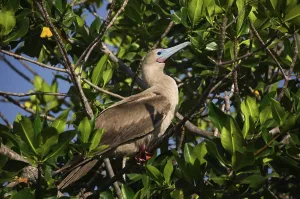 Red-footed Booby (Sula sula), Genovesa Island
