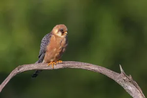 Red-footed Falcon, (Falco vespertinu)