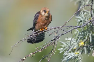 Red-footed Falcon, (Falco vespertinu)