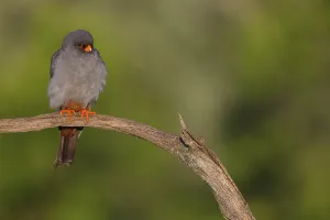 Red-footed Falcon, (Falco vespertinu)