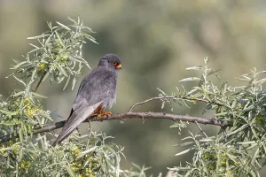 Red-footed Falcon, (Falco vespertinu)