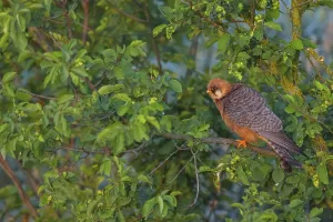 Red-footed Falcon, (Falco vespertinu)