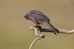 Red-footed falcon (Falco vespertinus)