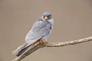 Red-footed falcon (Falco vespertinus)