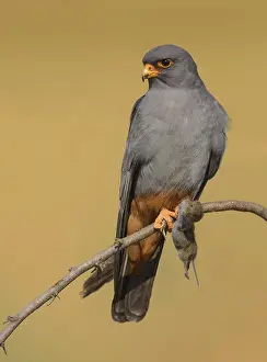 Red-footed falcon (Falco vespertinus)