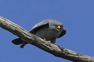Red-footed Falcon male with open beak sitting on branch looking from the front in front of blue sky