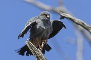 Red-footed falcon male with shaken plumage sitting on branch from the front looking right in front of blue sky