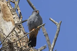 Red-footed Falcon male sitting on branch next to tree trunk looking from the front in front of blue sky