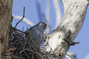 Red-footed Falcon male sitting in nest between tree trunks looking from front right in front of blue sky
