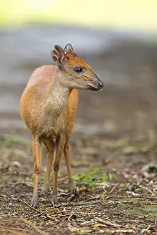 Red forest duiker (Cephalophus natalensis) antelope