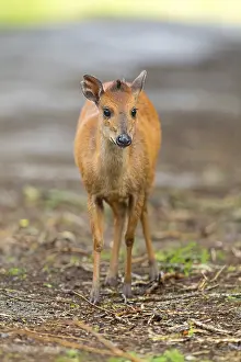 Red forest duiker (Cephalophus natalensis) antelope