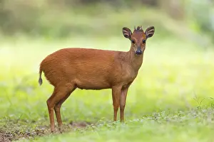 Red forest duiker (Cephalophus natalensis) antelope